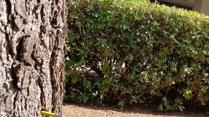 trattamenti contro la cocciniglia del pino a Roma