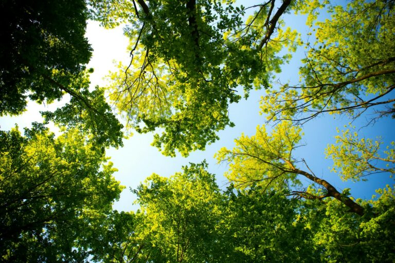 arboricoltore a Roma