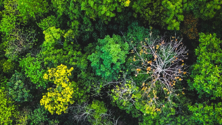 Specialisti di servizi di ecologia a Roma